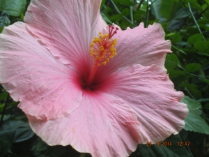 i don't remember what type of flower this is, but it reminds me of hawaiian leis
